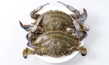 Frozen Mud Crabs – Whole Cleaned (1kg Pack)