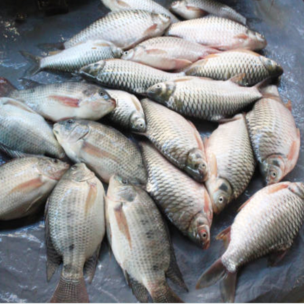Fresh Tilapia Fish - Whole Cleaned & Ready to Cook  (1KG Pack)