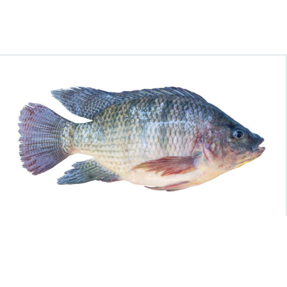 Fresh Tilapia Fish - Whole Cleaned & Ready to Cook  (1KG Pack)