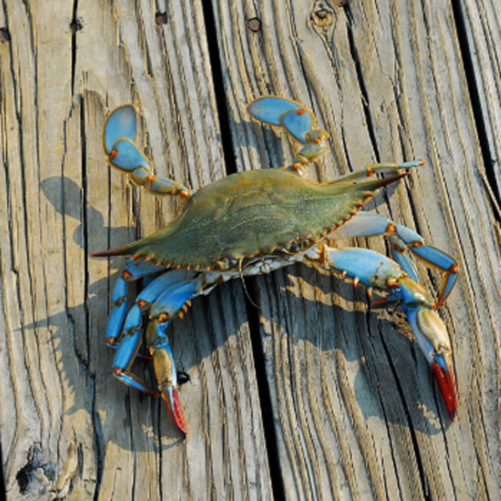 Frozen Mud Crabs – Whole Cleaned (1kg Pack)